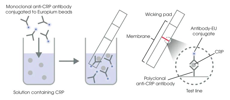 Dipstick lateral flow assay Dipstick lateral flow assay