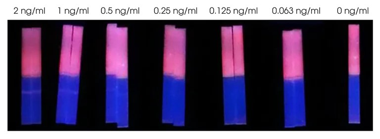 Strip test lateral flow assay Strip test lateral flow assay